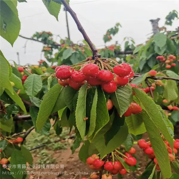 ӣ���� ����ӣ���� ̩��ӣ������۸����