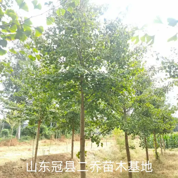 8公分至10公分银杏树,聊城高唐县原生冠银杏树基地,银杏树产地上车价格,山东聊城银杏树