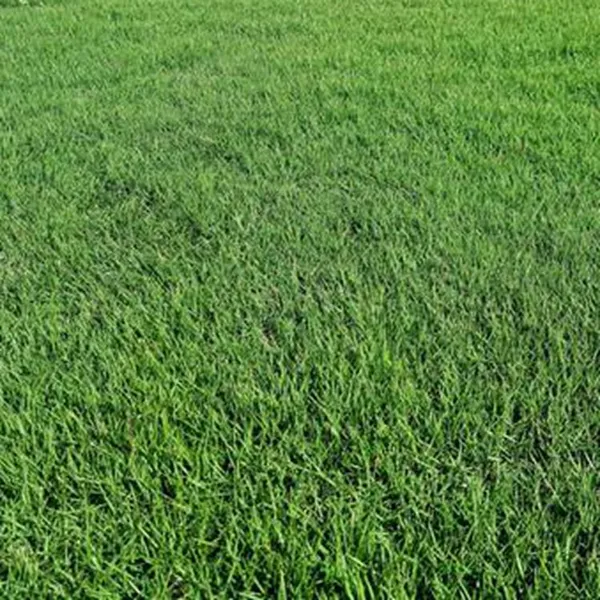 马尼拉草皮 福建三明公路绿化带用的高尔夫果岭***格 草坪基地