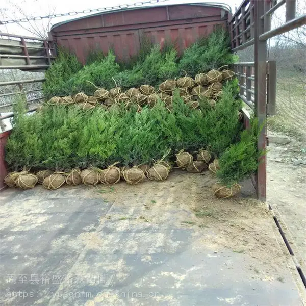 北方常用苗木 陕西周至桂花 苗圃小苗子