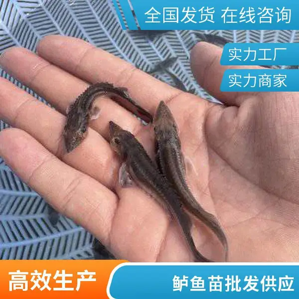 山西大同朔州鲈鱼苗鲟鱼鱼苗养殖场 自有基地繁育 苗种适应性好 10cm起