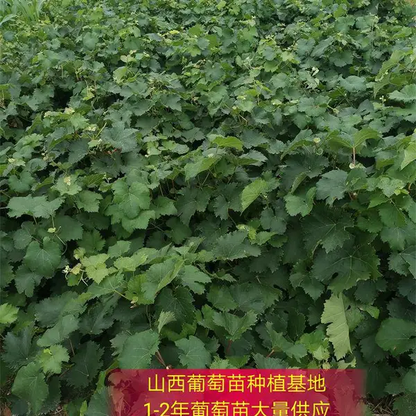 占地葡萄苗价格=2公分3公分4公分5公分占地葡萄苗价格--产地山西