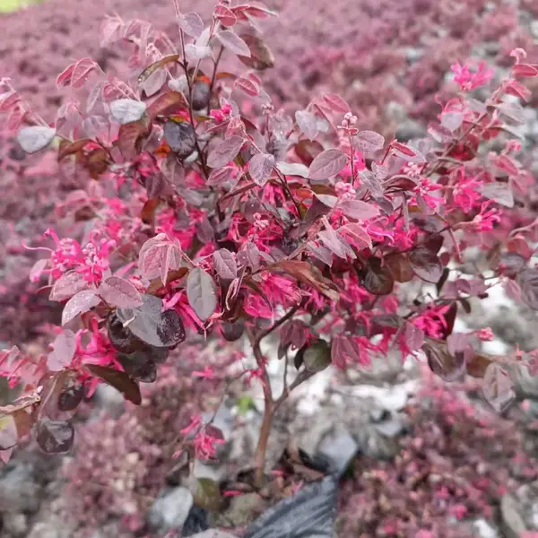 红继木笼子,红继木地苗毛球,红继木大杯出售