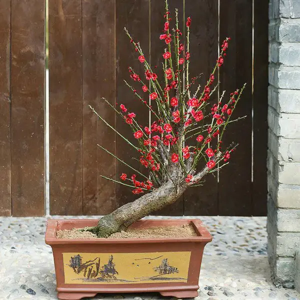 原生红梅老桩 骨里红盆栽 红梅绿梅腊梅盆景苗康昱园林