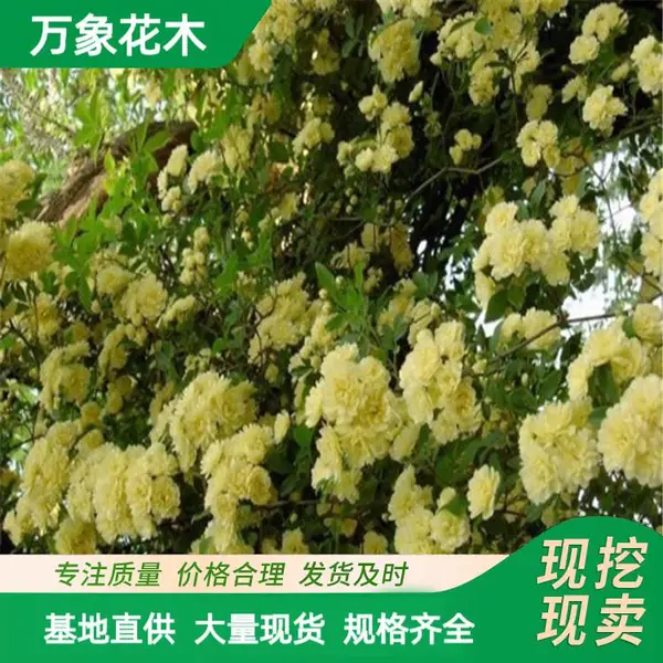 ���Գ��� ��ľ�㻨 �ȼ��̻� ԰�ֱ���ǽ�崹ֱ ͥԺ�쾰