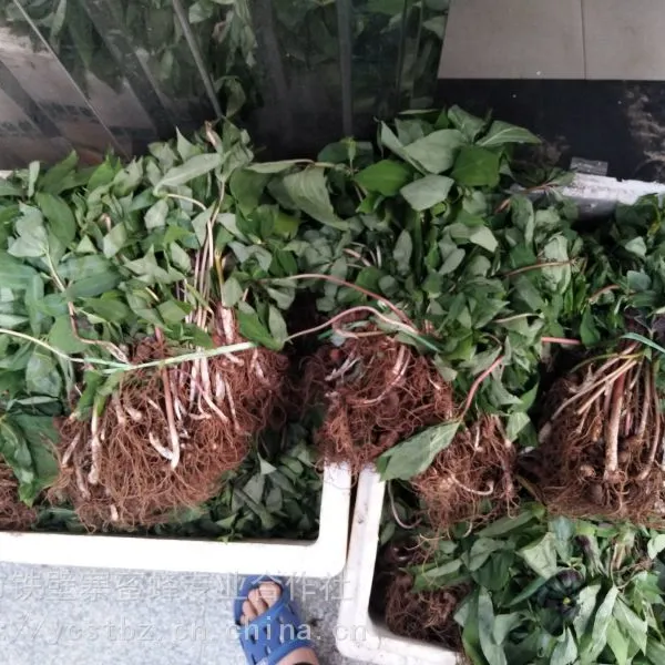 厦门泉州漳州莆田重楼七叶一枝花种子种苗种植基地批发