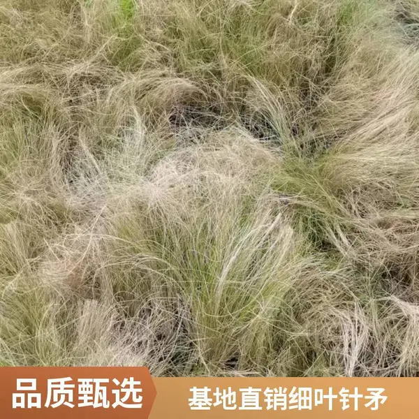 16杯细叶针矛 2加仑细叶针矛 成都细叶针矛基地