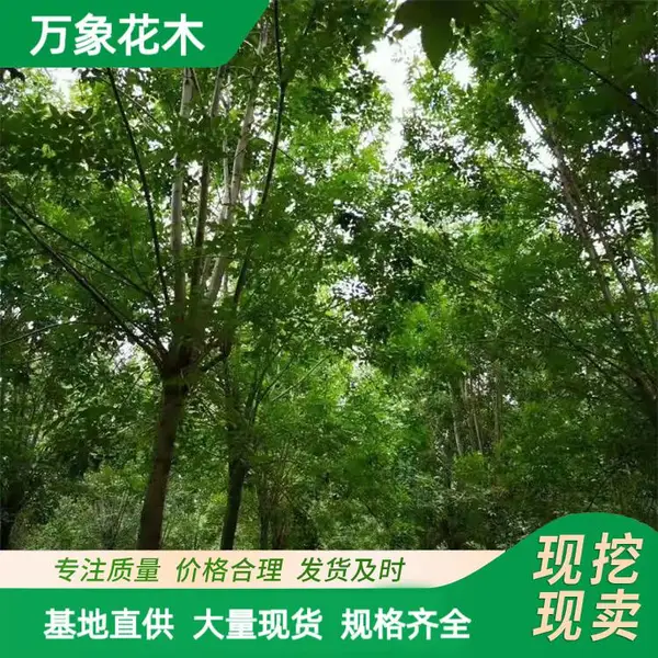 万象花木 绒毛白蜡 根系发达 风景园林 庭院绿地