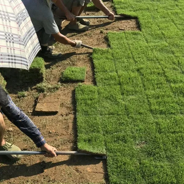 马尼拉草坪 云南昭通城市绿地绿化用的结缕草***格 多少钱一平方