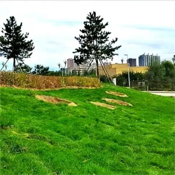 ���γ�����ֲ���ר���������˶������Ѳ�����