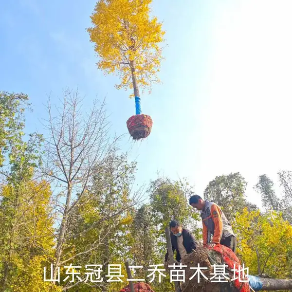 10公分至15公分银杏树,聊城冠县原生冠银杏树基地,银杏树产地报价,山东聊城银杏树