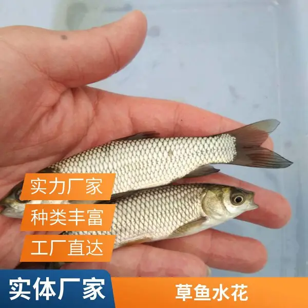 山东滨州本地草鱼苗鲤鱼鱼苗养殖场鱼种基地源头供货无中间差价