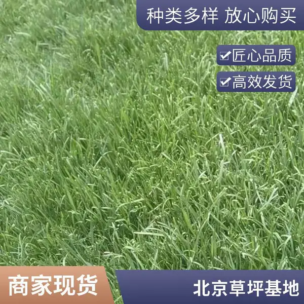 顺义屋顶阳台绿化批发屋顶花园绿化早熟禾草坪庭院草坪铺装