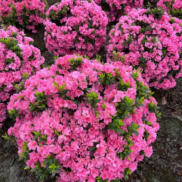 粉色杜鹃球基地,80公分春鹃杜鹃球,灌木花球花量大品种选择