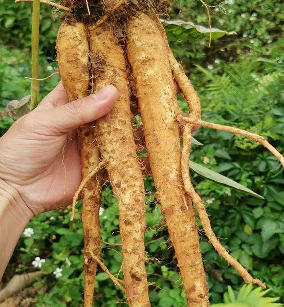 巴西人参 盆栽苗 易成活 观赏药用 基地直供