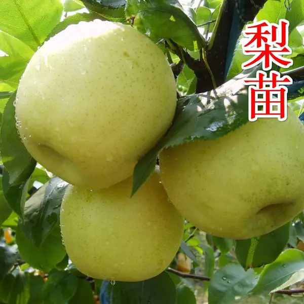 梨子树苗 黄金梨苗 优质嫁接黄金梨树苗 苗艺农场梨苗基地自育自销