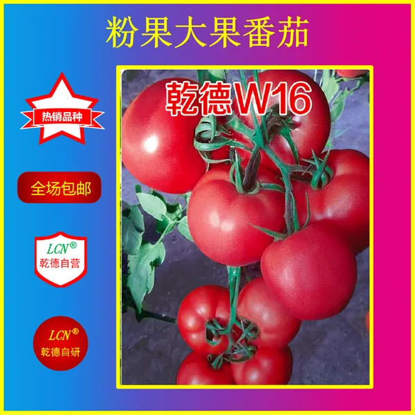乾德W16、粉果大果番茄种子、春秋茬品种,抗TY番茄种子