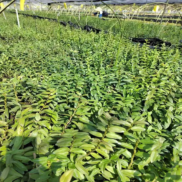 苗源生物 石斛驯化苗 中草药材 铁皮石斛 石斛瓶苗 石斛鲜条 001