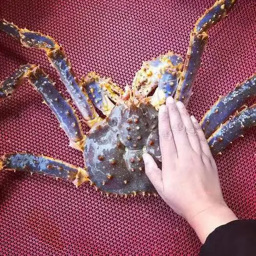 肉类冷冻运输欧洲回程运输 猪肉牛肉等肉类国外进口流程以及运输注意事项 ---环航国际冷藏冷冻类货物运输