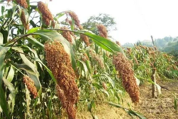 舒兰棉粕收购-德穗农业收购电话-棉粕收购多少钱一斤