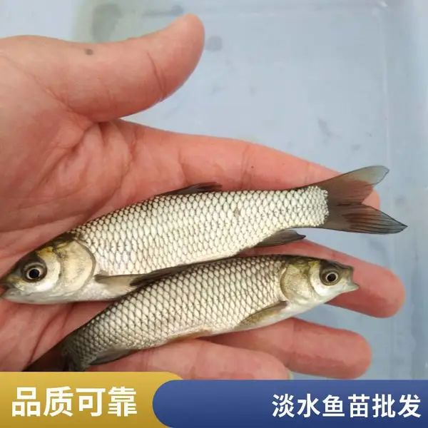 吕梁晋中草鱼苗鲤鱼鱼苗养殖场支持现场看苗苗种按需分批