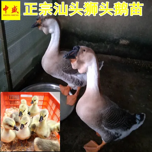 鹅孵化场2019年纯种正宗汕头狮头鹅苗多少钱一只统货巨型黑狮头鹅苗批发新行情图片