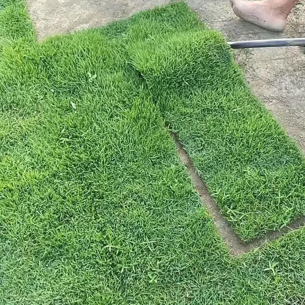 马尼拉草皮 湖南衡阳江河堤坝用的优质草种***格 哪里有买