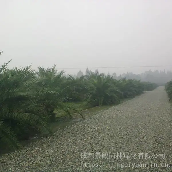 加拿利海枣高2米的棕榈基地出售 加拿利海枣报价