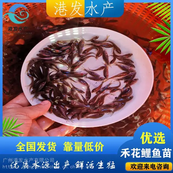 �������Ǻ̻����������� ������������