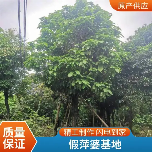 ��Ƽ�Ź����ȫ�㶫�����л��ز��ؼ۸����۸���˳ɻ�***��Ƽ��