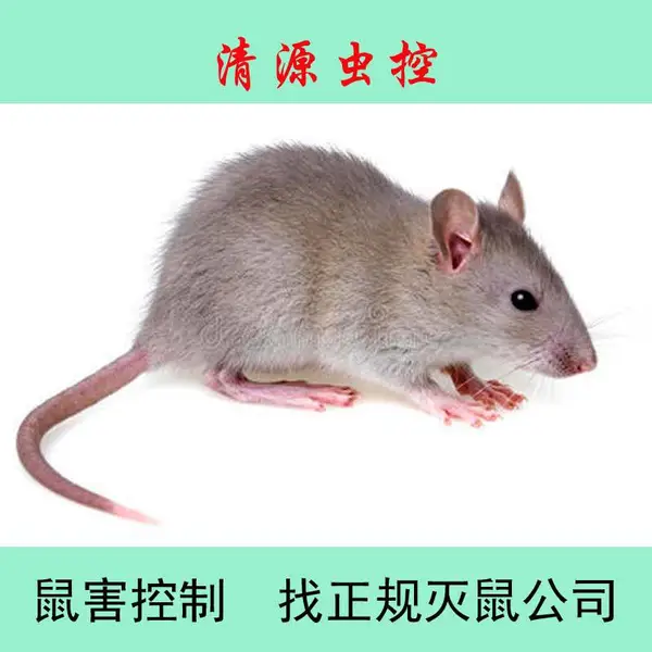 【清源虫控】丹阳句容奶茶/蛋糕房附近灭鼠公司怎么收费
