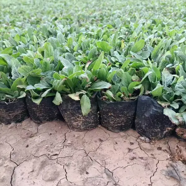 宿根花卉基地批发兰花鼠尾草杯苗 花园花境种植点缀植物草本植物