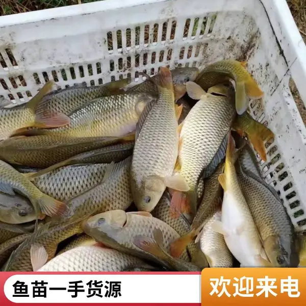 山东潍坊本地草鱼苗鲤鱼鱼苗养殖场品种纯正现场看苗再下单
