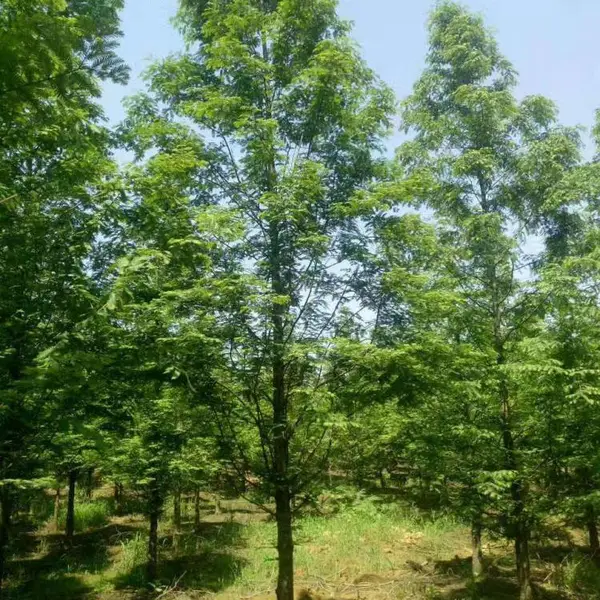 成都水杉基地 水杉价格 水杉图片 成都苗木网水杉报价 四川水杉价格 园林绿化工程乔木价格 名川园艺