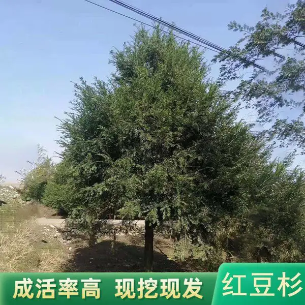 豆杉绿化苗木 庭院四季常青绿植 市政厂区小区栽种 苗圃直发易成活