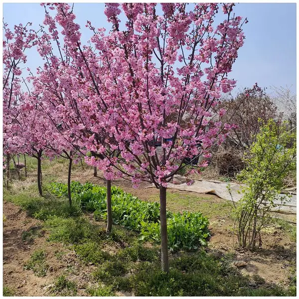 晚樱品种批发 关山樱 普贤象 松月樱 郁金樱花树苗种植基地