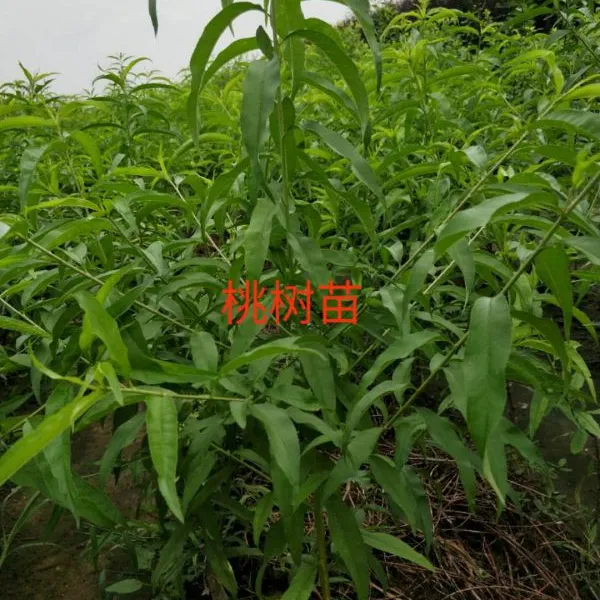 桃苗、梨苗、杏苗、柿树苗、苹果苗、山楂苗、花椒苗、核桃苗、李子树苗等