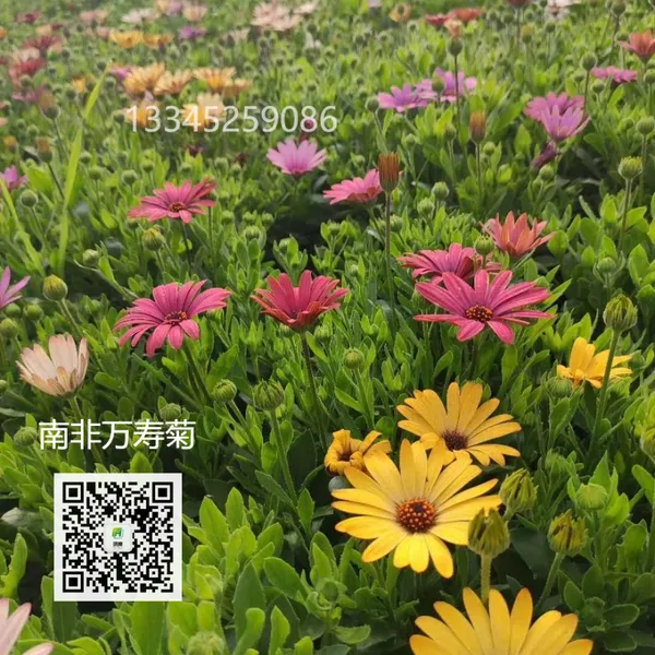 南非万寿菊 南非万寿菊批发出售 花箱花坛大型活动常用 基地常年出售
