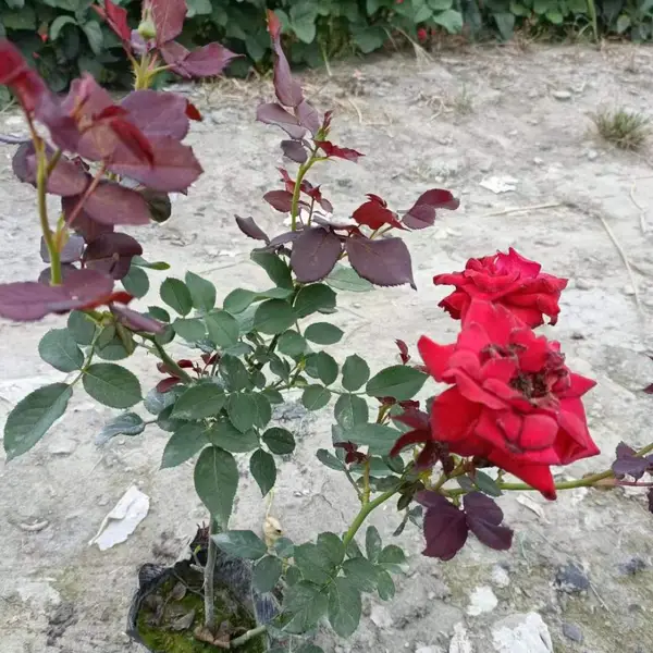 �¼����أ��¼�������ŷ�³��ۣ��¼�������Ӧ