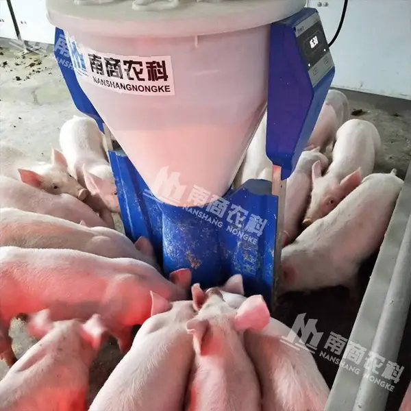 全自动化液态饲喂养猪设备 养殖场育肥补料槽 保育液态干湿饲喂料槽 南商农科