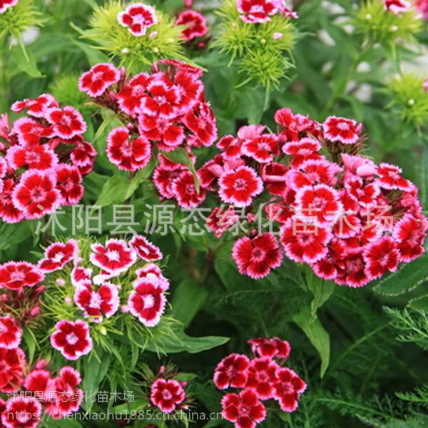 供应多年生宿根花卉种籽 五彩石竹种籽 常夏石竹 美国石竹 量大从优