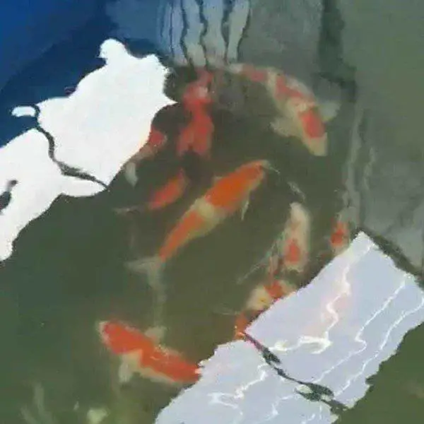 鱼苗供应 丹顶三色锦鲤 养殖技术要求低 养殖鱼塘 鱼池 芥子锦鲤采购