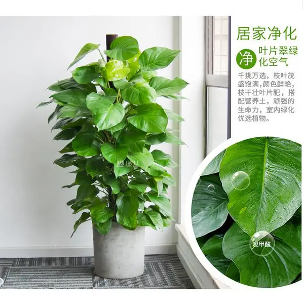 大叶绿萝/室内盆栽/办公室新房植物/花卉爬藤柱/吸甲醛除异味大型绿植/绿丛园林