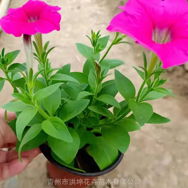 矮牵牛 工程用矮牵牛 15-20cm株高 花坛/盆栽 耐晒易爆花 2026年新品种