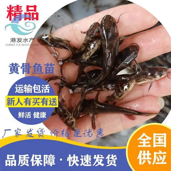 贵州黔西县合理淡水鱼苗 黄辣丁鱼苗 雄性黄骨鱼苗批发出售 底层鱼苗养殖行情