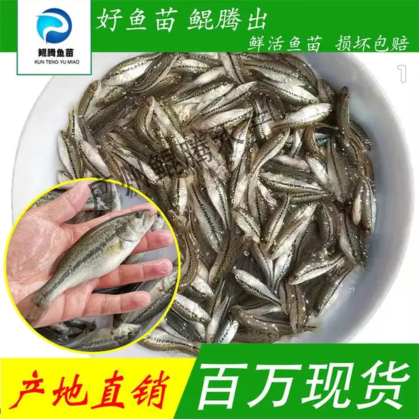 鲲腾水产人工养殖鲈鱼苗 淡水养殖 全国发货 活体保证