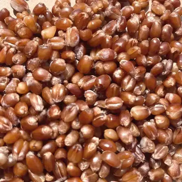 2025 �»������� 500g ũ������ȫ����� ��������ĥ�� ��������