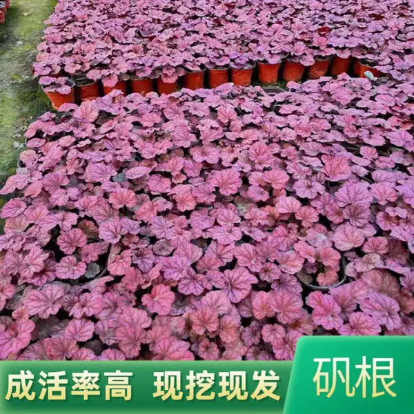 盆栽矾根 庭院绿化盆栽苗木矾根 基地批发盆栽花卉矾根