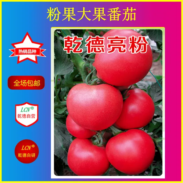 乾德亮粉、农业部登记品种、粉果大果番茄种子