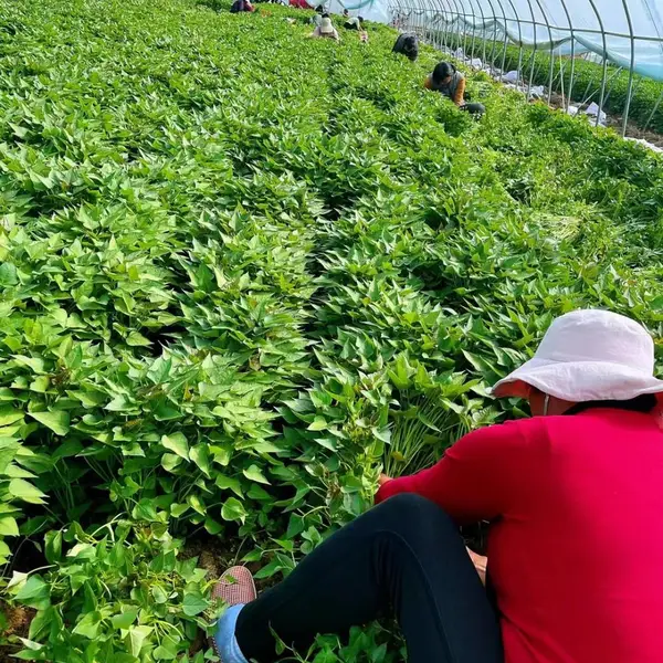 红薯苗大量供应脱毒红薯苗抗病性强质优产地直发